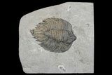 Elegant, Lichid Trilobite (Arctinurus) - Middleport, New York #175624-1